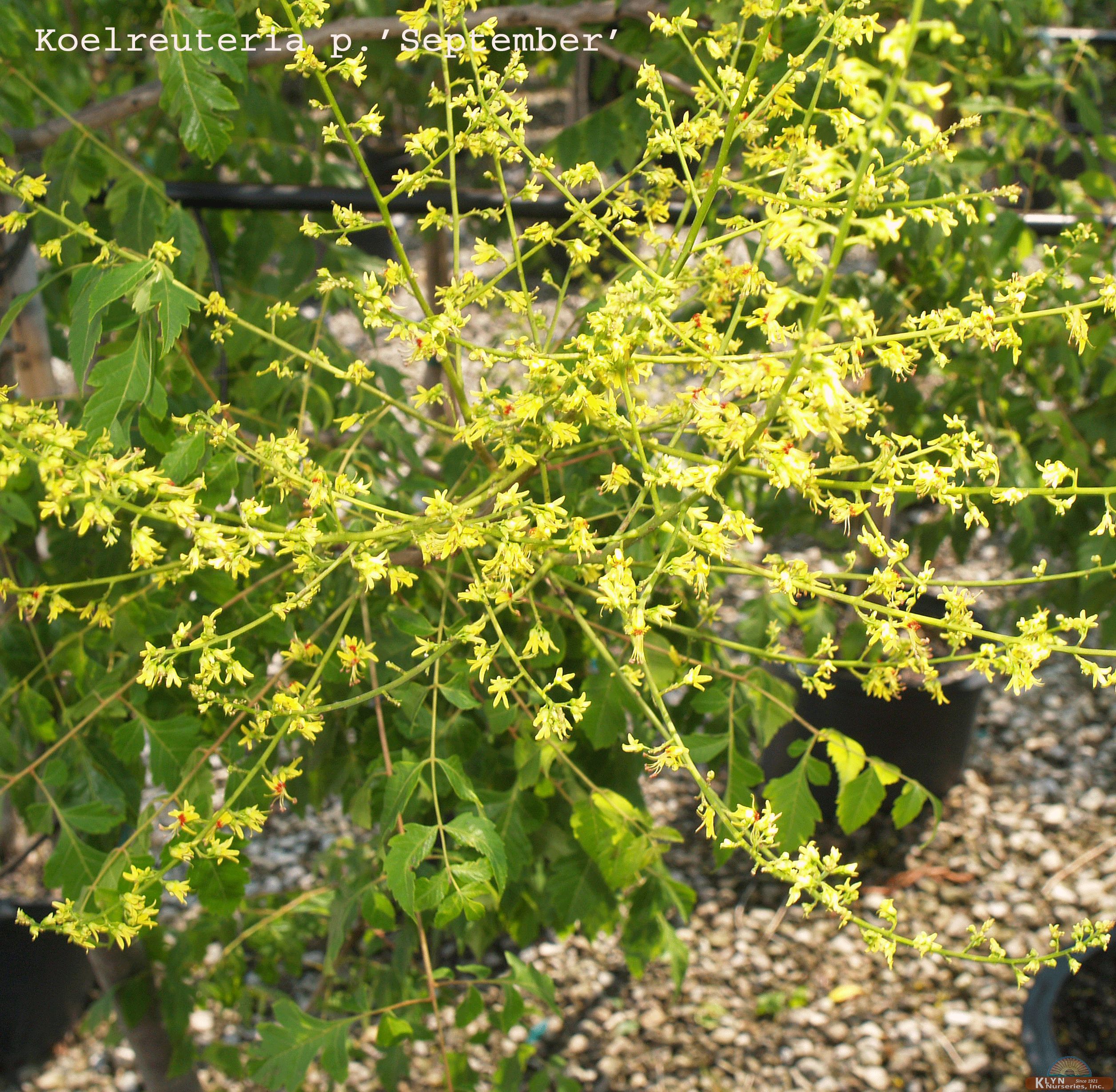 Koereuteria paniculata 'September'-September Golden Rain Tree