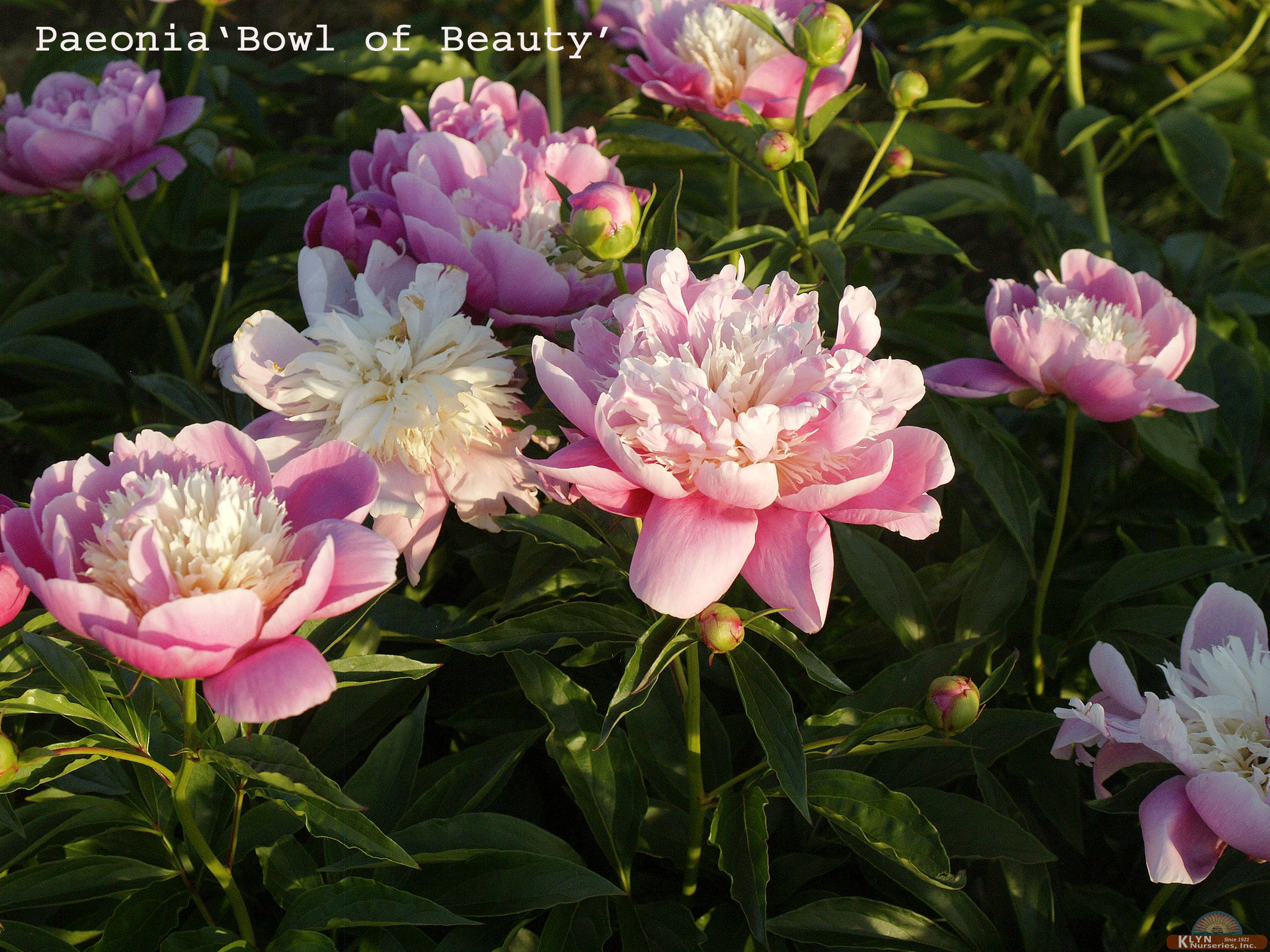 Paeonia 'Bowl of Beauty'- Bowl of Beauty Garden Peony