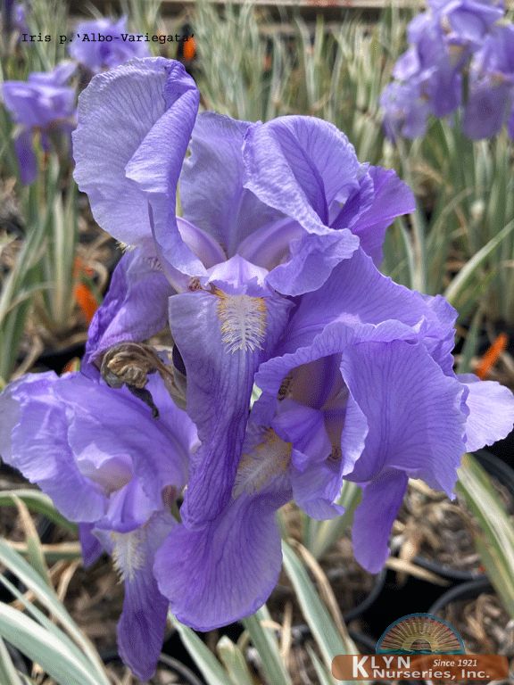 Iris pallida 'Albo-Variegata' -Zebra Iris