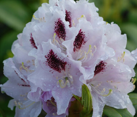 RHODODENDRON ‘Calsap’