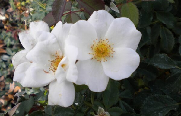 ROSA White Knock Out®