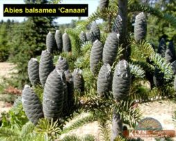 ABIES balsamea 'Canaan'