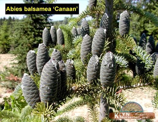 ABIES balsamea 'Canaan'