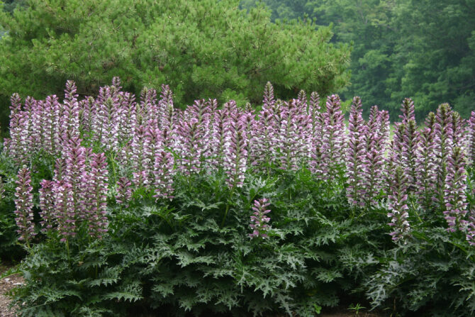 Acanthus spinosus-Bear's Breeches
