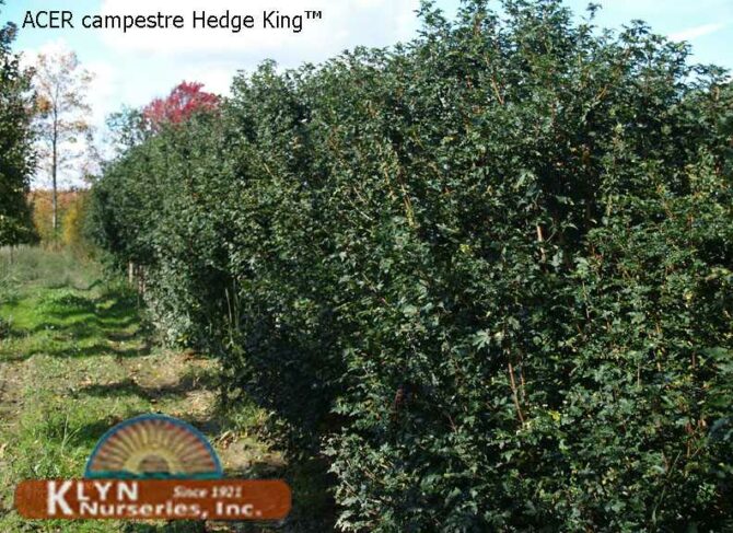 ACER campestre Hedge King™