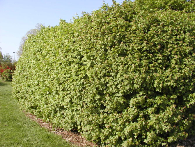 Acer campestre-Hedge Maple