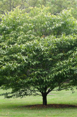 Acer carpinifolium-Hornbeam Maple