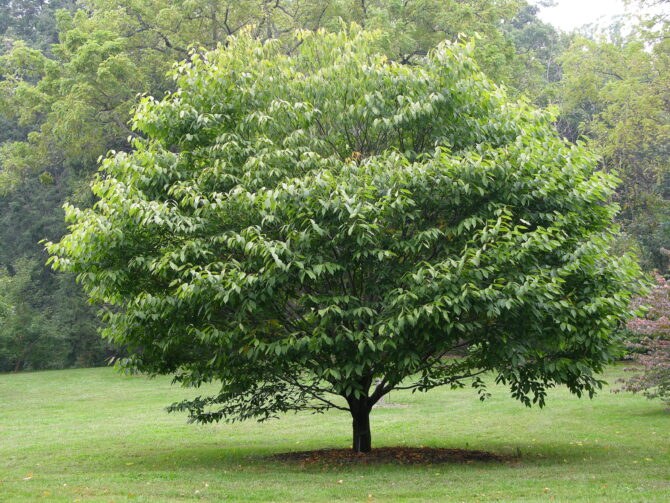 Acer carpinifolium-Hornbeam Maple