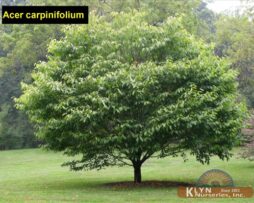 ACER carpinifolium