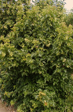 Acer ginnala-Amur Maple