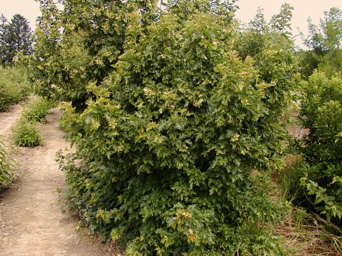 Acer ginnala-Amur Maple