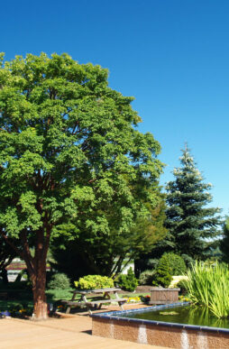 Acer griseum-Paperbark Maple
