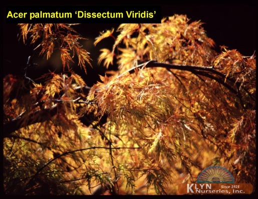 ACER palmatum ‘Dissectum Viridis’