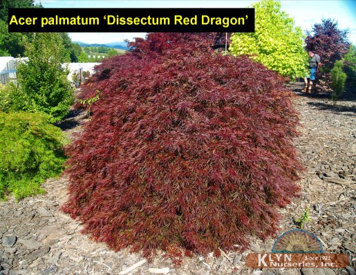 ACER palmatum ‘Dissectum Red Dragon’