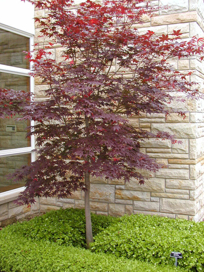 Acer palmatum 'Bloodgood'-Bloodgood Japanese Maple