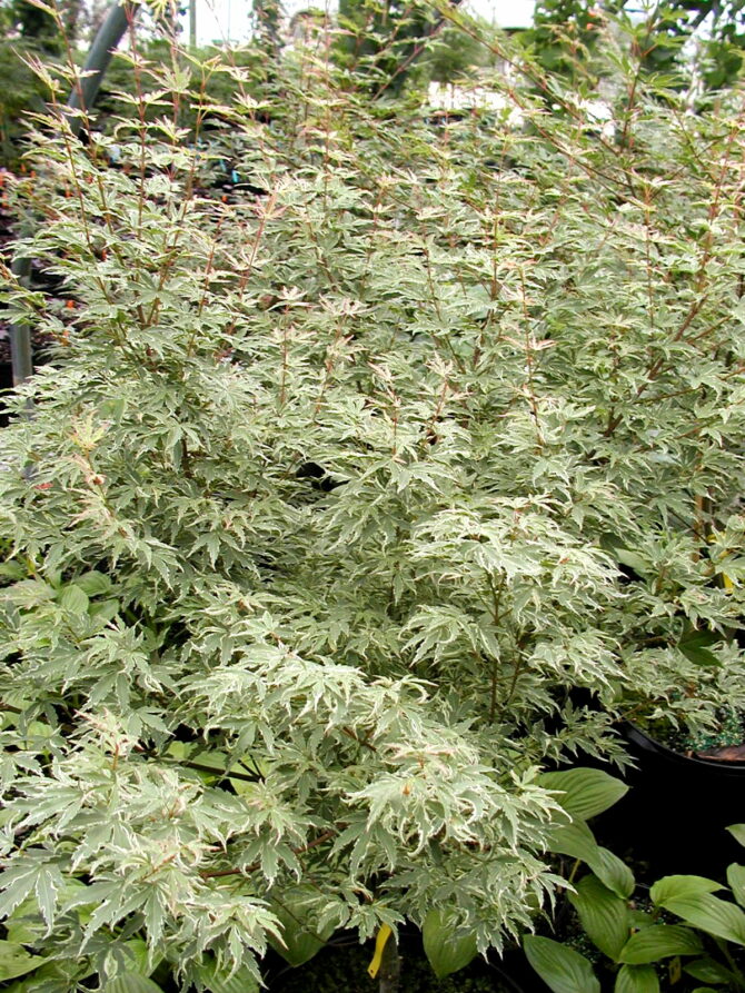 Acer palmatum 'Butterly'-Butterfly Japanese Maple