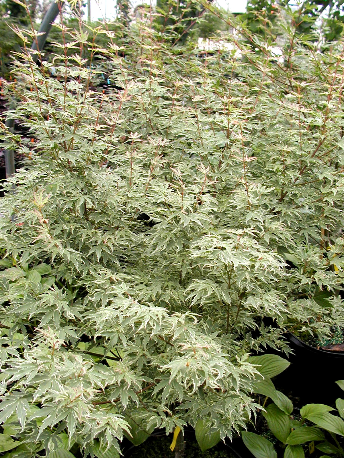 ACER palmatum ‘Butterfly’