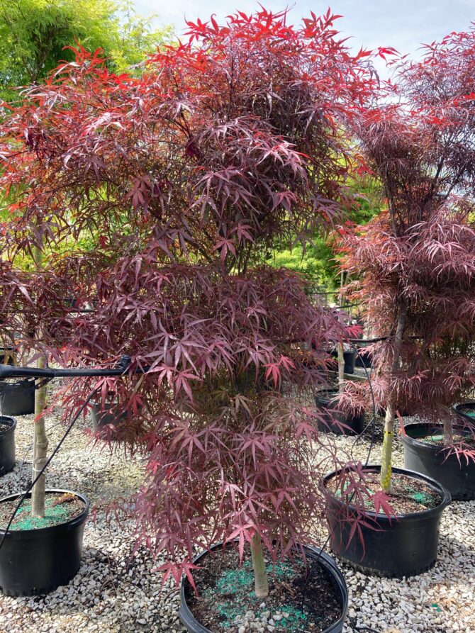 Acer palmatum 'Hubb's Red Willow'-Hubb's Red Willow Japanese Maple