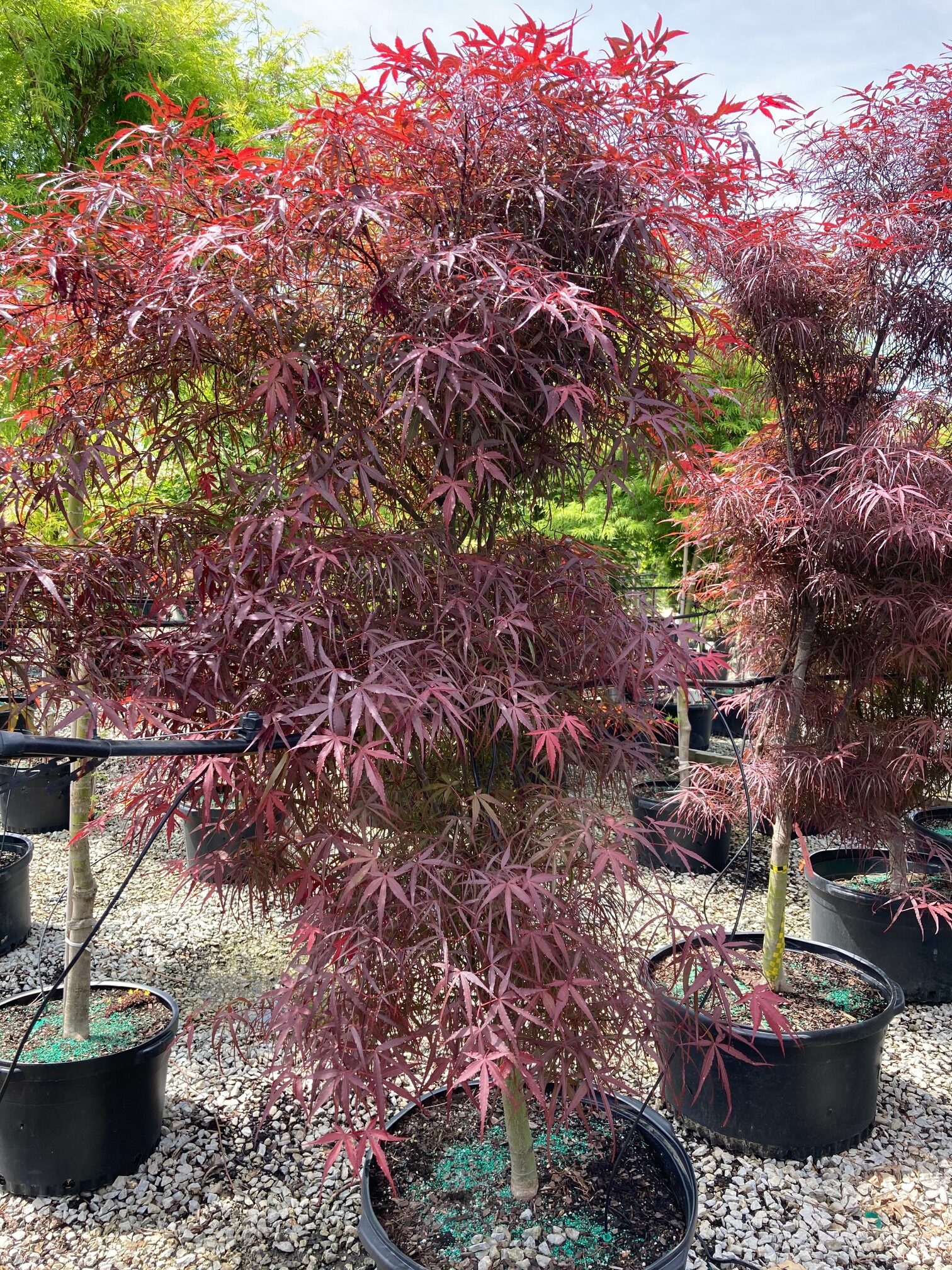 ACER palmatum ‘Hubb’s Red Willow’