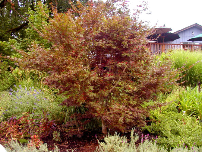 Acer palmatum 'Trompenburg'-Trompenburg Japanese Maple