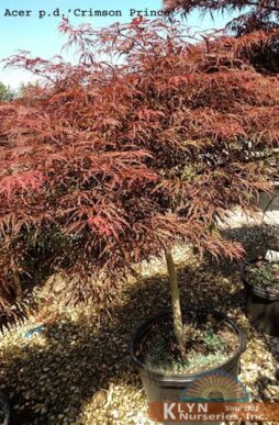 Acer palmatum 'Dissectum Crimson Prince'-Crimson Prince Laceleaf Maple