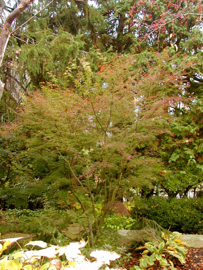 Acer palmatum 'Dissectum Seiryu'-Seiryu Laceleaf Maple