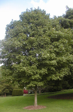 Acer saccharum 'Green Mountain'-Green Mountain Sugar Maple