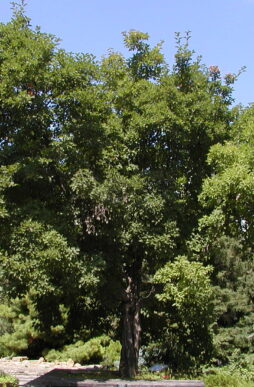 Acer tataricum-Tatarian Maple