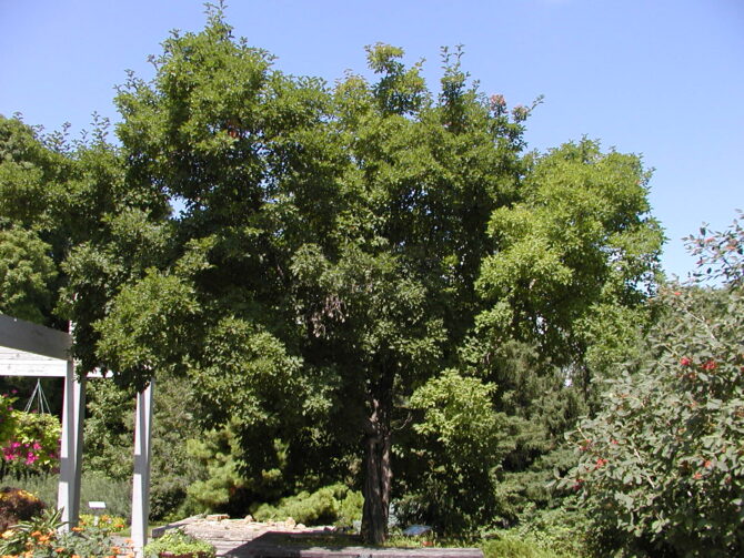 Acer tataricum-Tatarian Maple