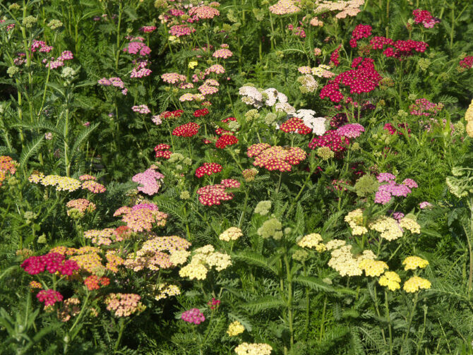 ACHILLEA millifolium 'Summer Pastels' - Summer Pastels Yarrow