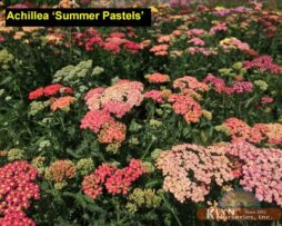 ACHILLEA millifolium 'Summer Pastels'