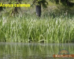 ACORUS calamus