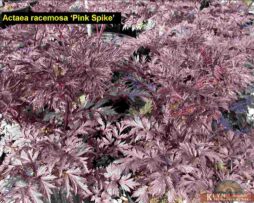 ACTAEA racemosa 'Pink Spike'