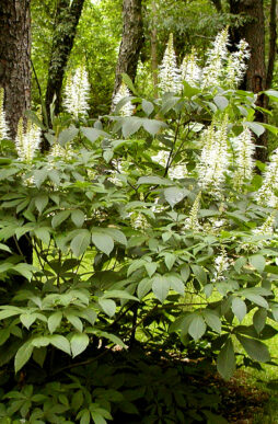 AESCULUS parviflora - Bottlebrush Buckeye