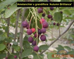 AMELANCHIER x grandiflora 'Autumn Brilliance'