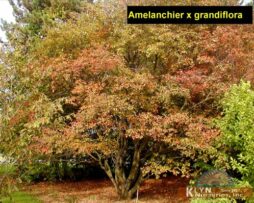 AMELANCHIER x grandiflora
