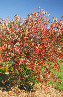 ARONIA arbutifolia 'Brilliantissima' - Brilliant Red Chokeberry