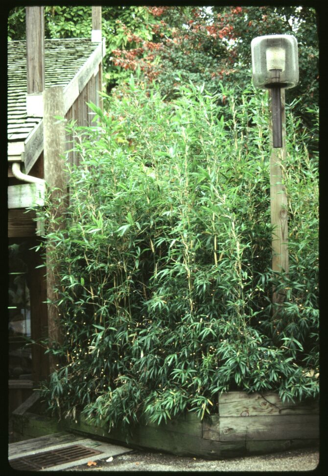 ARUNDINARIA gigantea - Canebrake Bamboo