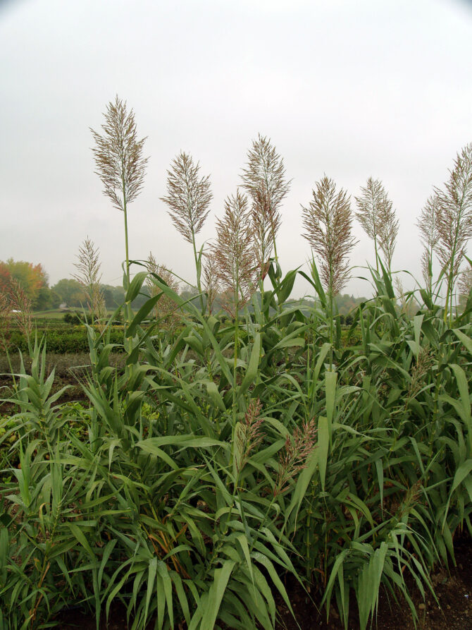 ARUNDO donax - Giant Reed