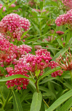 ASCLEPIAS incarnata 'Soul Mate' - Soul Mate Butterfly Weed