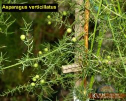ASPARAGUS verticillatus