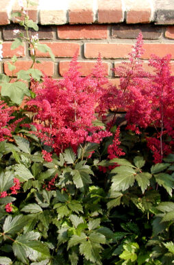 ASTILBE 'Red Sentinel' - Red Sentinel Meadow Sweet
