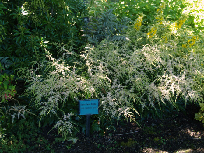 ASTILBE simplicifolia 'Sprite' - Sprite Meadow Sweet