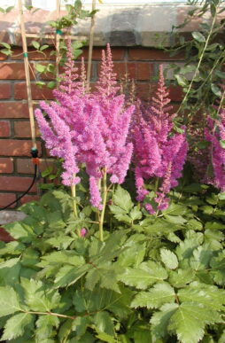 ASTILBE chinensis 'Visions' - Visions Meadow Sweet