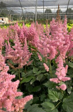 ASTILBE chinensis 'Vision in Pink' - Vision in Pink Meadow Sweet