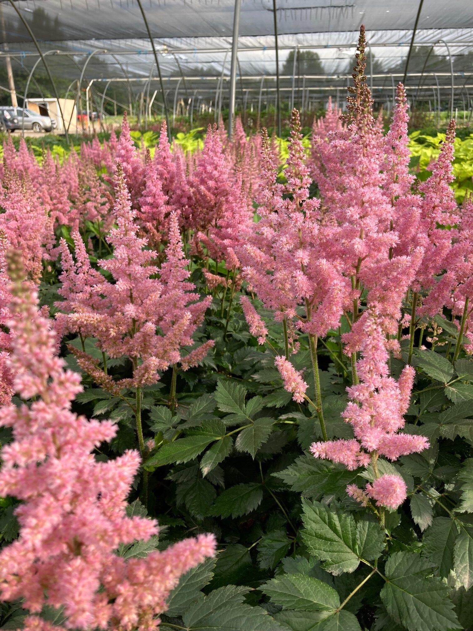ASTILBE chinensis ‘Vision in Pink’