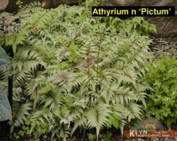 ATHYRIUM niponicum 'Pictum'