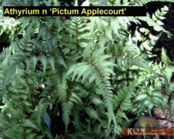 ATHYRIUM niponicum 'Pictum Applecourt'