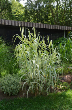 ARUNDO donax 'Peppermint Stick' - Peppermint Stick Giant Reed