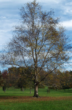 BETULA alleghaniensis - Yellow Birch
